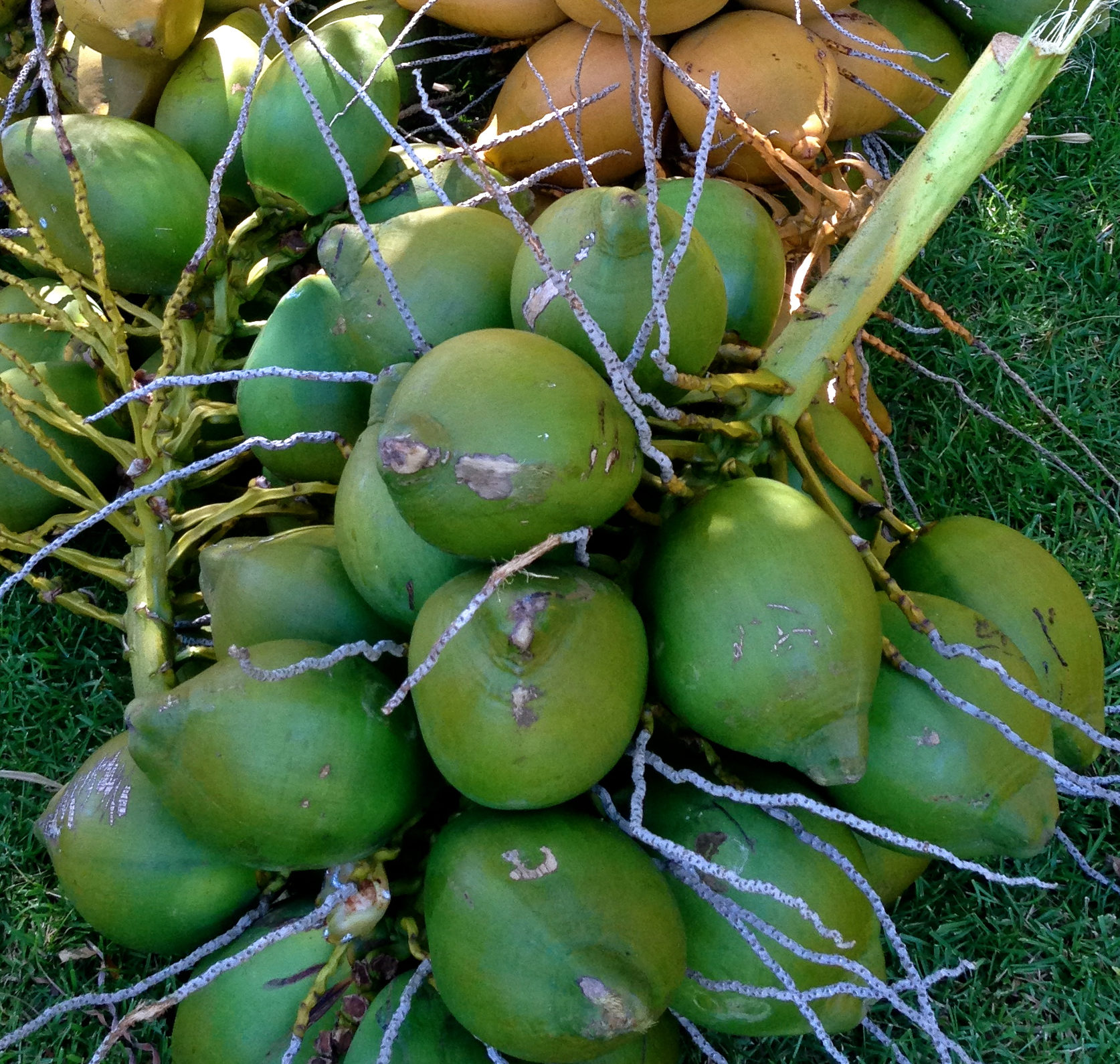 Coco (06)